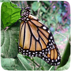 Monarch Butterfly Folded