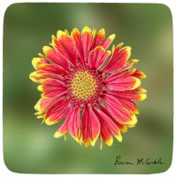 Red and Yellow Coneflower
