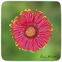 Red Tipped Coneflower