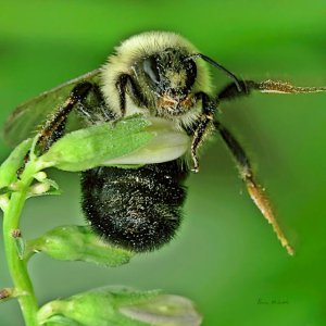 Bumblebee on Bellflower