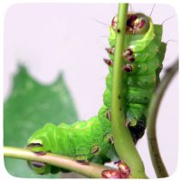 Luna Caterpillar