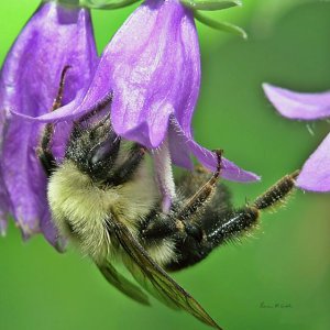 Bumblebee in Bellflower