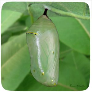 Green Monarch Chrysalis