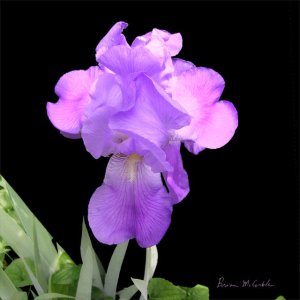 Purple Iris Single