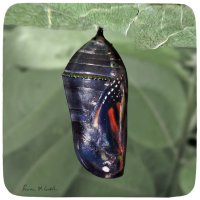 Purple Monarch Chrysalis