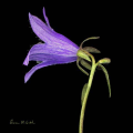 (image for) Bellflower