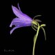 (image for) Bellflower