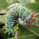 (image for) Cecropia 5th Instar