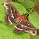 (image for) Cecropia Adult Male