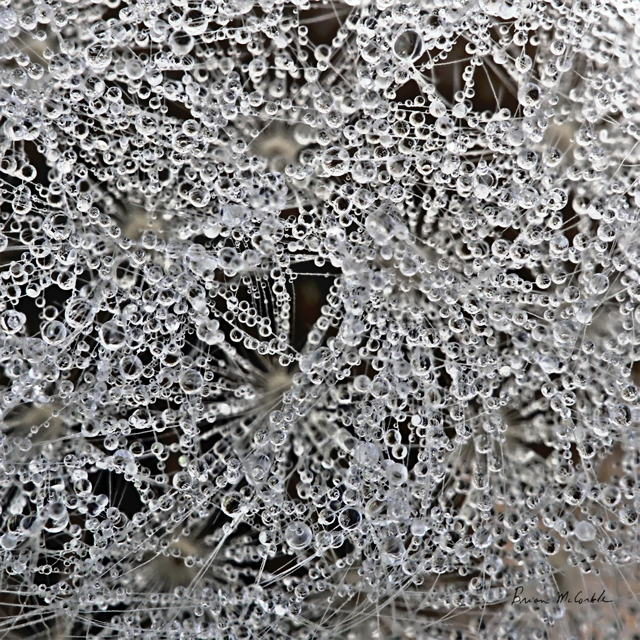 (image for) Dandelion Dew