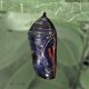 (image for) Monarch Black Chrysalis
