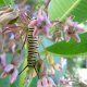 (image for) Monarch Caterpillar