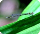 (image for) Blue Damselfly