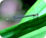 (image for) Blue Damselfly