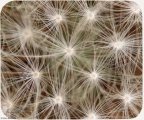 (image for) Dandelion SeedHead