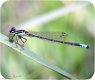 (image for) Eastern Forktail