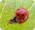 (image for) Ladybug