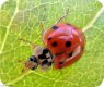 (image for) Ladybug