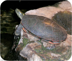 (image for) Painted Turtle