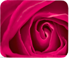 (image for) Rose