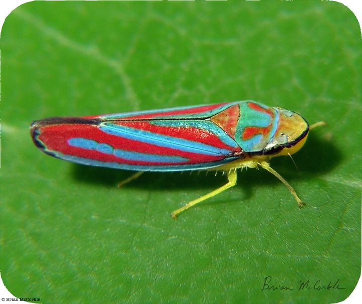 (image for) Scarlet Blue Leafhopper