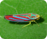 (image for) Scarlet Blue Leafhopper