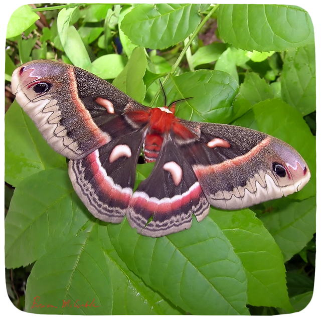 (image for) Cecropia Adult