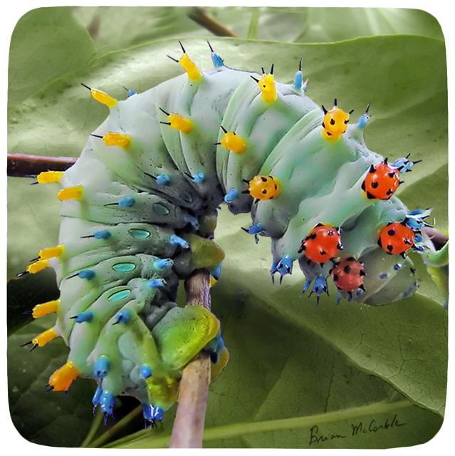 (image for) Cecropia Cat 5th Instar