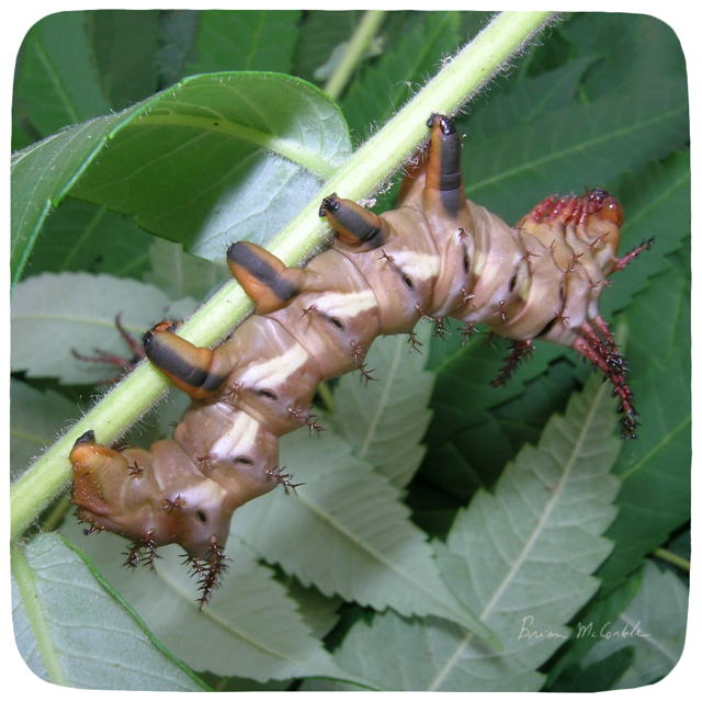 (image for) Citheronia 3rd Instar