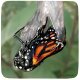 (image for) Monarch Eclosion