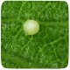 (image for) Monarch Egg
