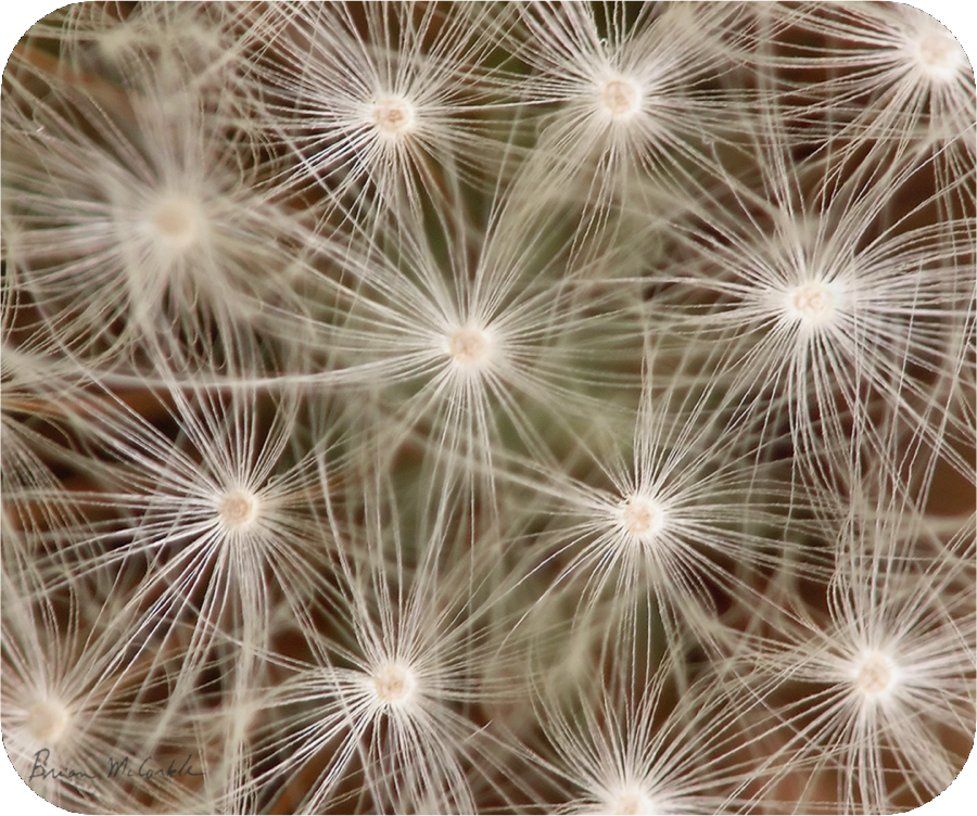 (image for) Dandelion SeedHead