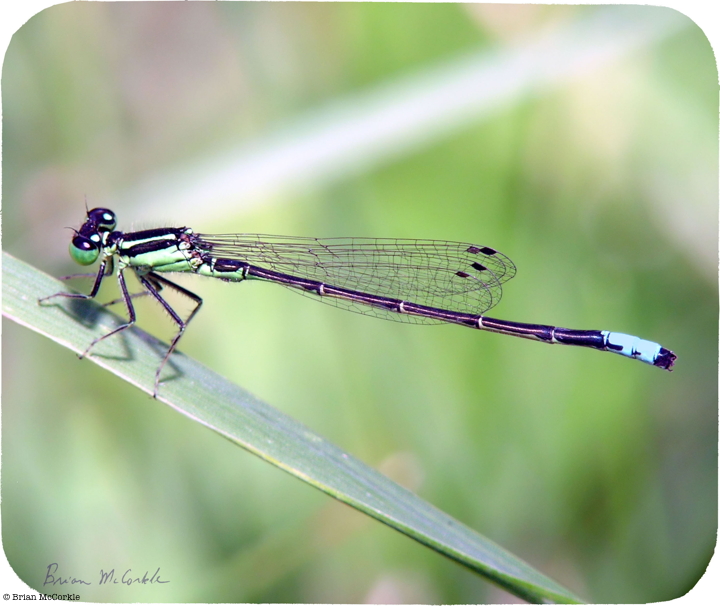 (image for) Eastern Forktail