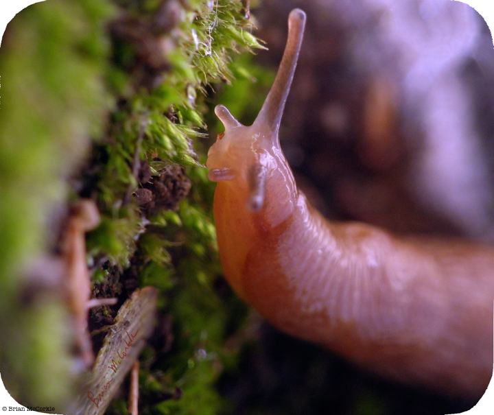 (image for) Grazing in the Grass