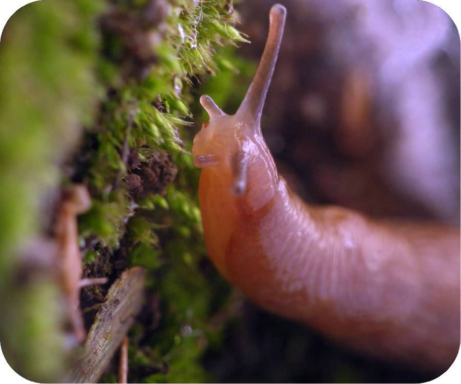 (image for) Grazing in the Grass