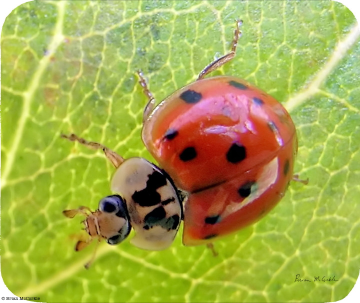 (image for) Ladybug