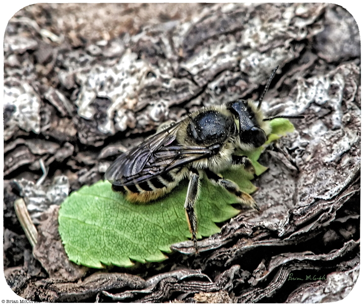 (image for) Leafcutter Bee