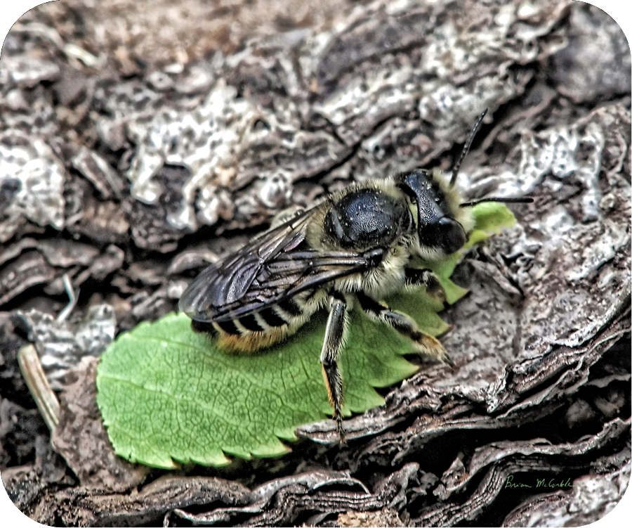 (image for) Leafcutter Bee