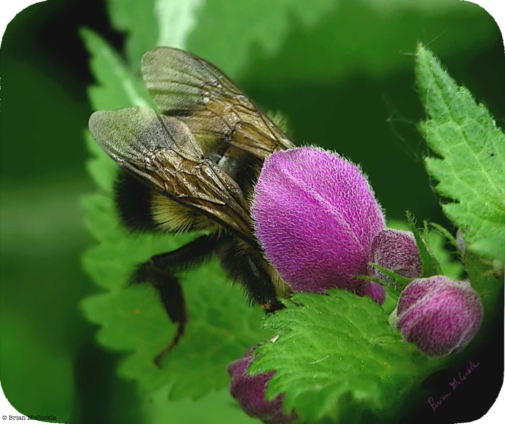 (image for) PetalHead