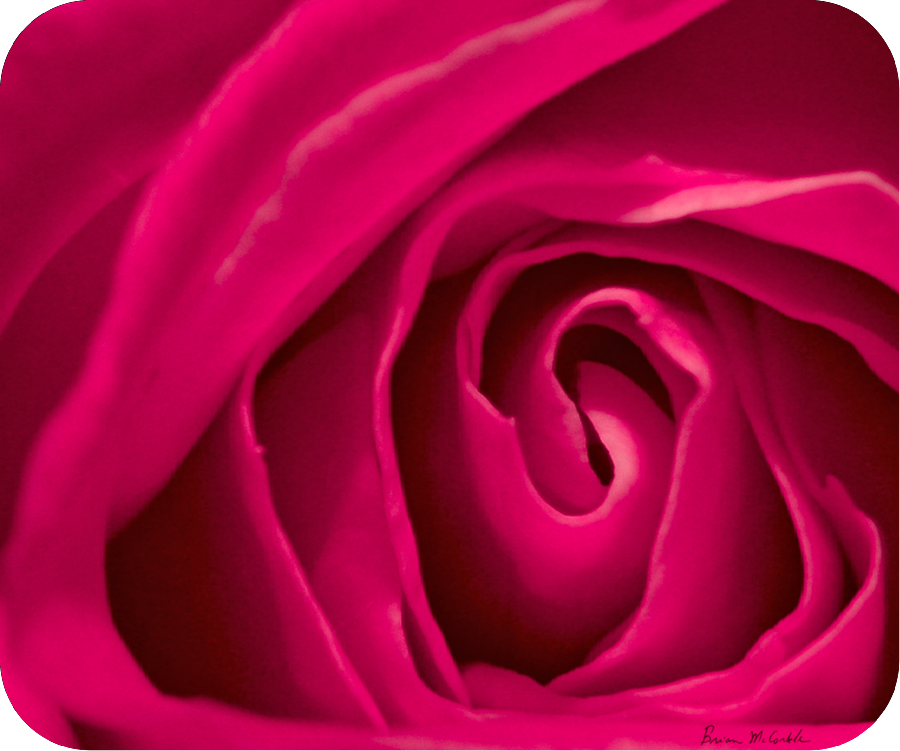 (image for) Rose