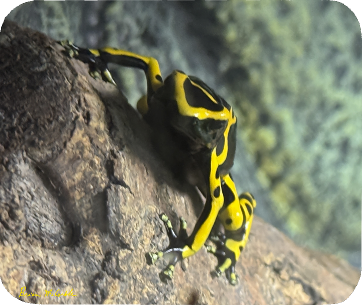 (image for) Dart Frog Mousepad